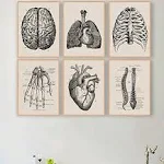 Ohhvvow Human Anatomy Artwork Medical Wall Picture Muscle Skeleton Vintage Poster Nordic Canvas Print Education Painting Modern Decor 12”X18” (unframed)