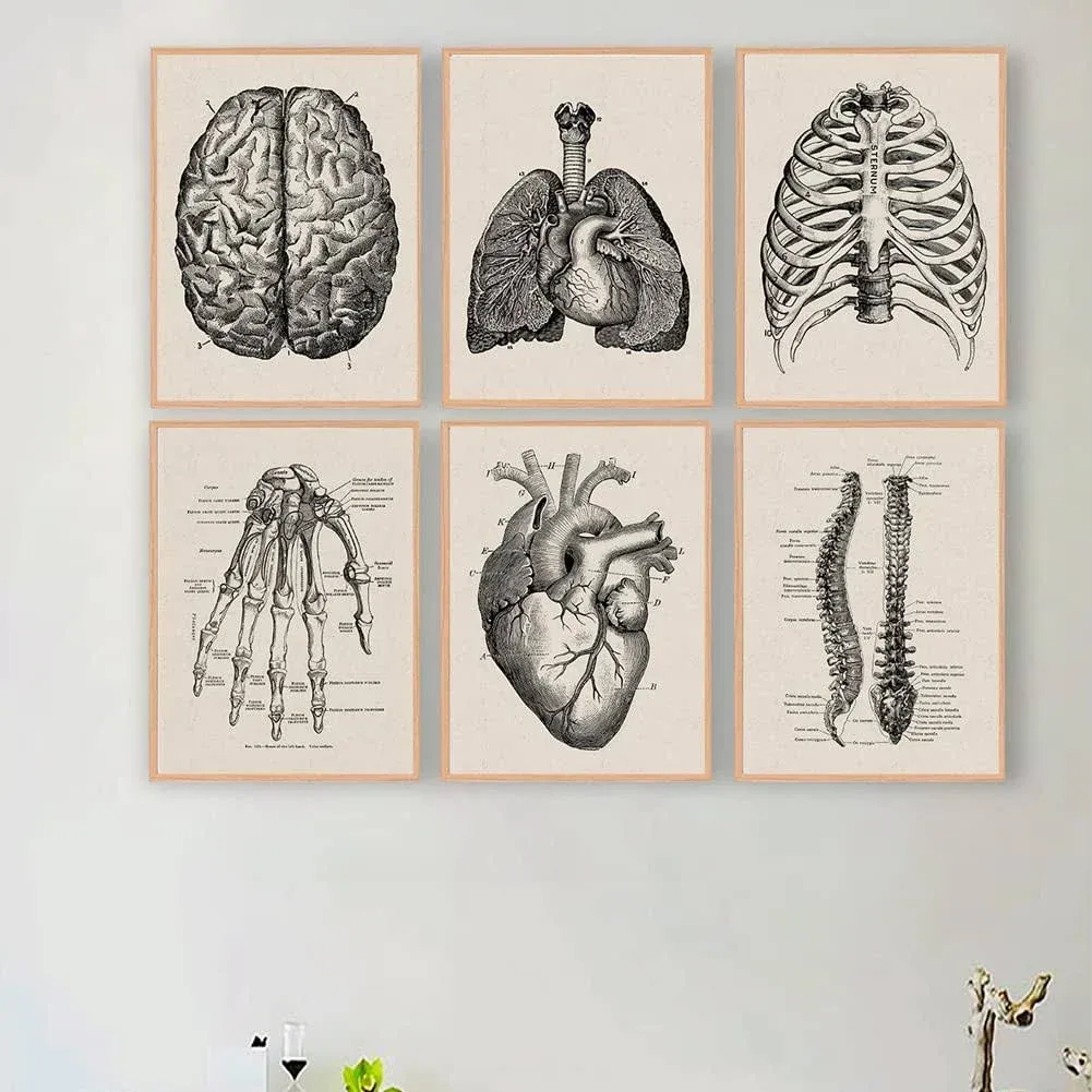 Ohhvvow Human Anatomy Artwork Medical Wall Picture Muscle Skeleton Vintage Poster ...