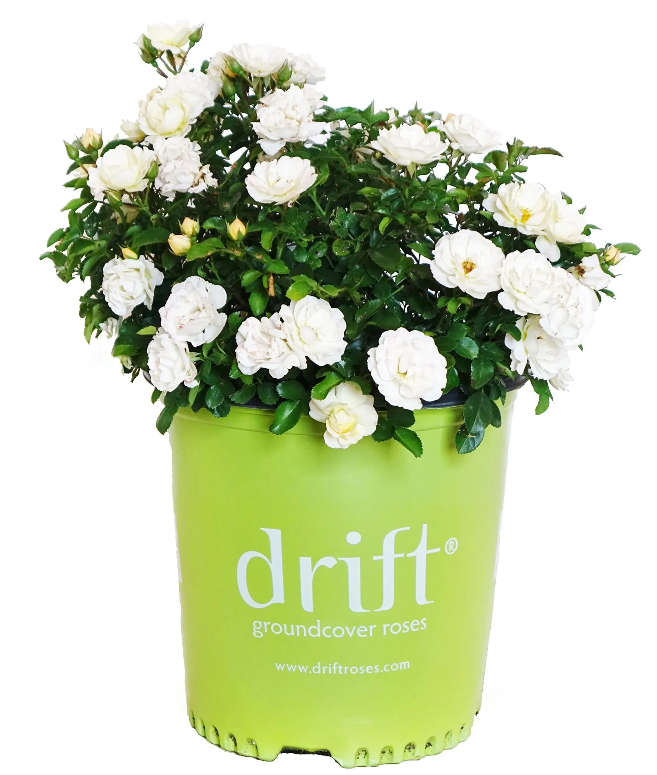 Drift 2 gal. Popcorn Rose Bush with Soft Yellow Flowers