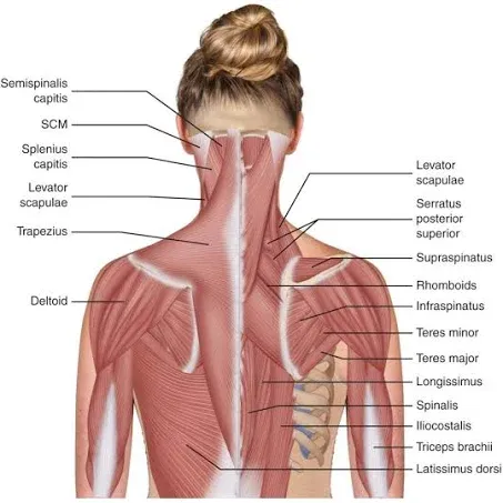 The Neck Muscles May Be Divided Into Four Major Structural Groups 1 Poster