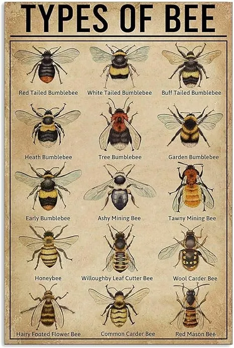 Types of Bee Retro Nostalgic Art Print Poster Tin Sign Cafe Bar Metal Sign Garage Plaque 8x12 Inches