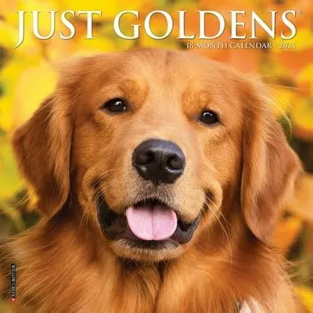 Just Goldens 2025 7 X 7 Mini Wall Calendar by Willow Creek Press