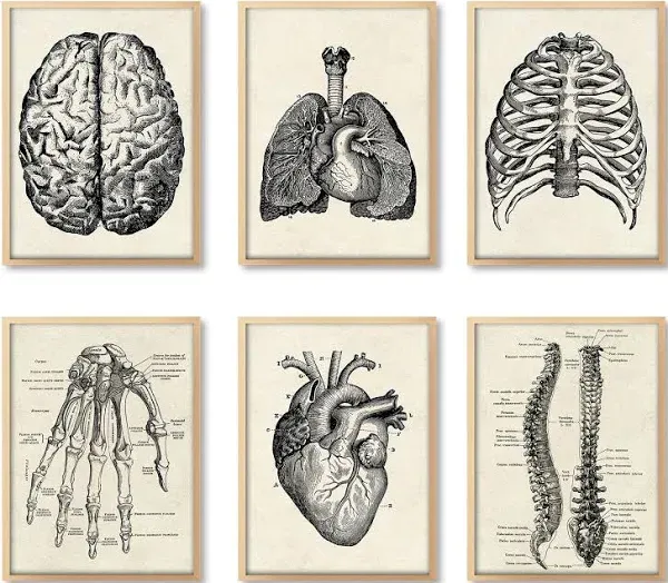 Human Anatomy Artwork Medical Wall Picture Muscle Skeleton Vintage Canvas Poster