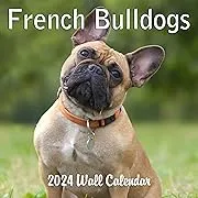 2024 French Bulldogs Monthly Hangable Wall Calendar with Four Bonus Months from 2023 16-Month Large Wall Calendar September 2023-2024 12" x 24" When Open Thick Sturdy Paper Giftable 2024 Dog Calendar