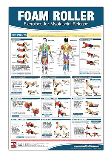 The Neck Muscles May Be Divided Into Four Major Structural Groups 1 Poster