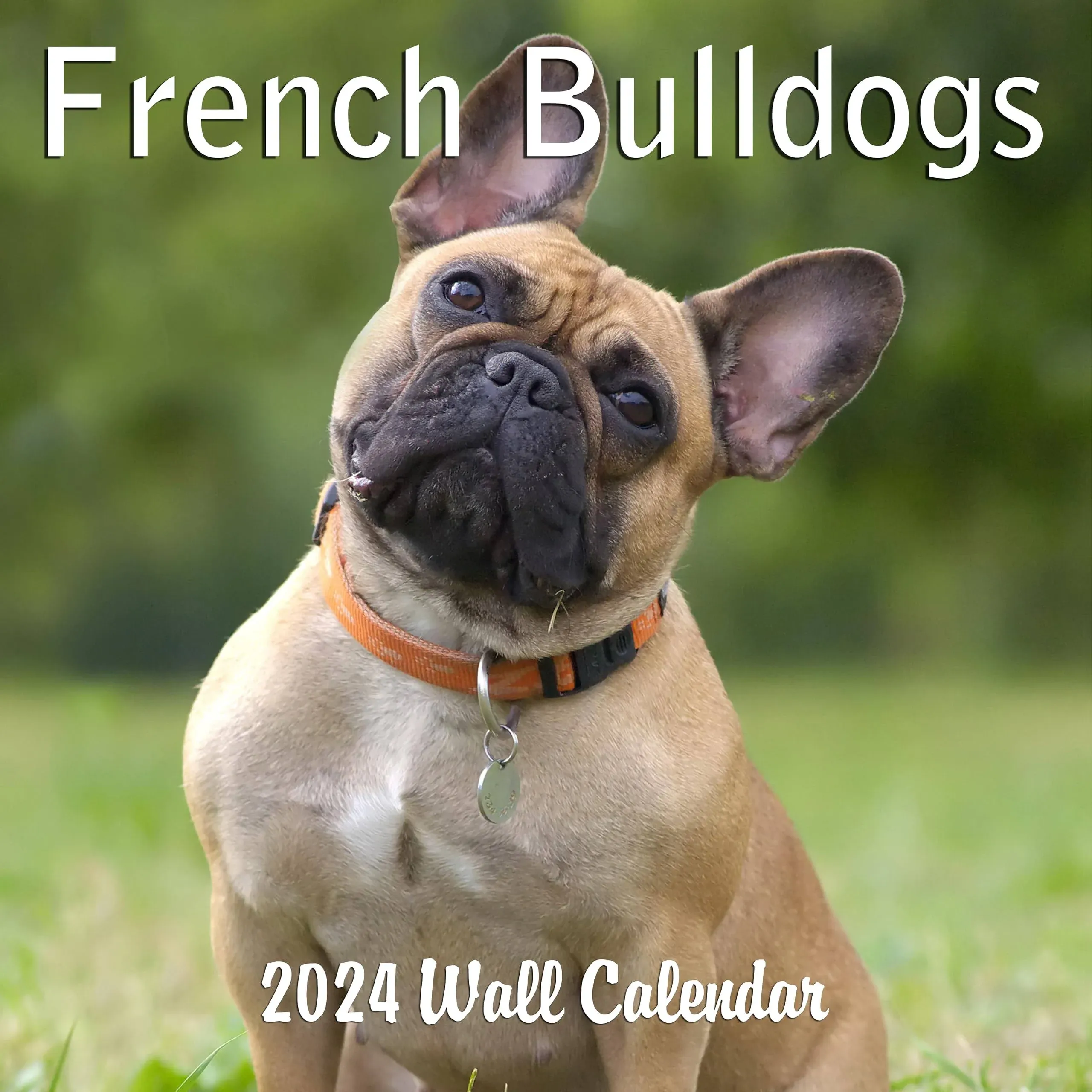 2024 French Bulldogs Monthly Hangable Wall Calendar | 12" x 24" | Thick Sturdy Paper 2024 Dog Calendar