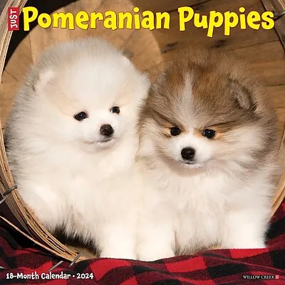 2024 Willow Creek Just Pomeranian Puppies 12" x 12" Monthly Wall Calendar, Multicolor (34941)