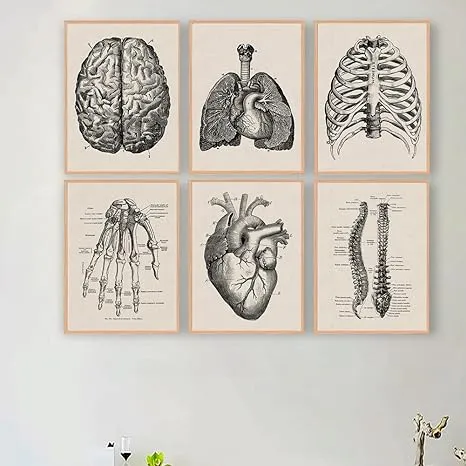 Ohhvvow Human Anatomy Artwork Medical Wall Picture Muscle Skeleton Vintage Poster Nordic Canvas Print Education Painting Modern Decor 8”X10” (unframed)