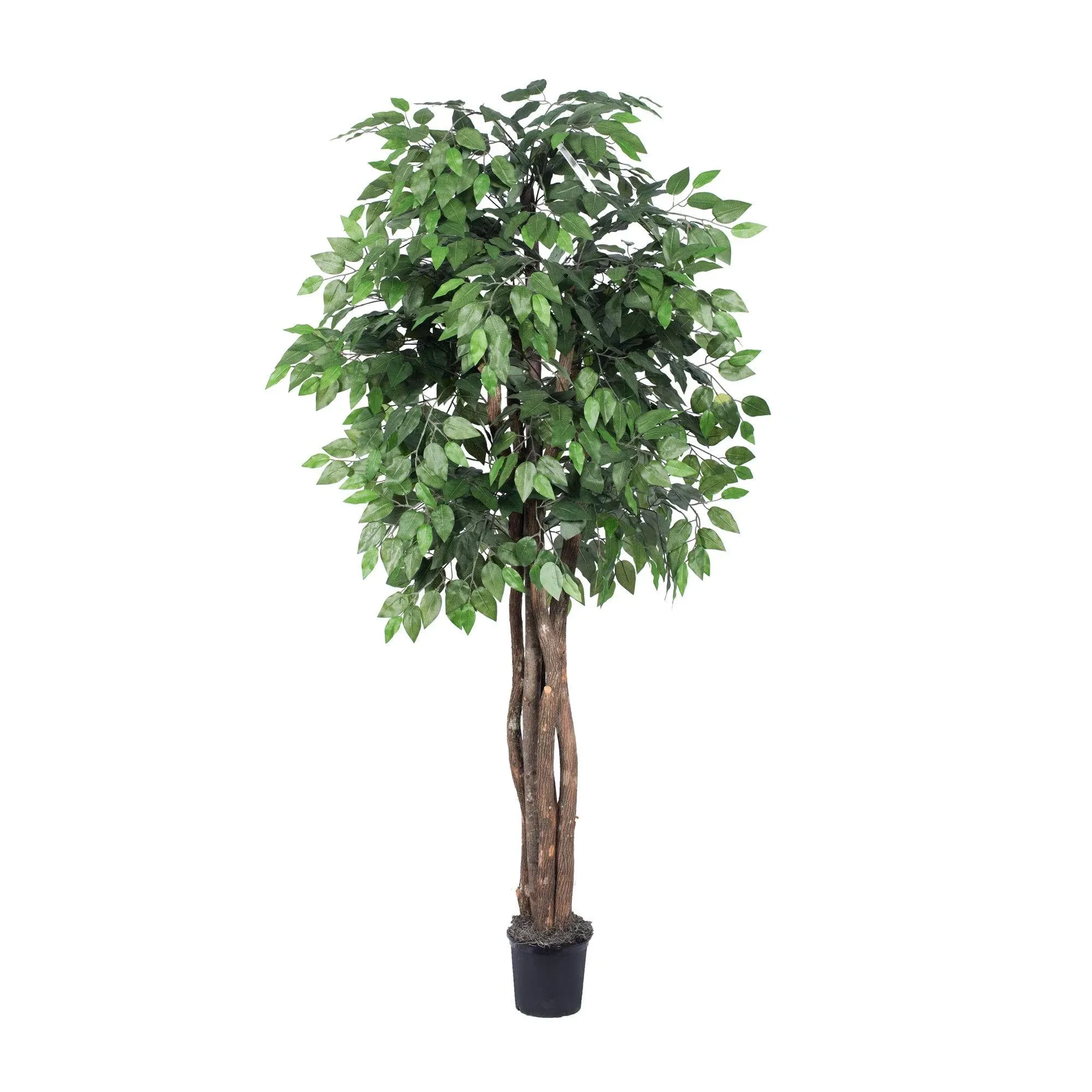 Vickerman Ficus Executive Tree, 6' - Contemporary - Artificial Plants And Trees - by Vickerman Company | Houzz