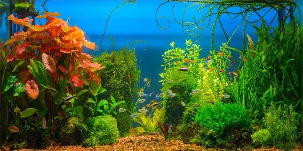 6x3ft Aquarium Backdrop Decoration Blue Ocean Fish Deep Water Plants Seabed S...