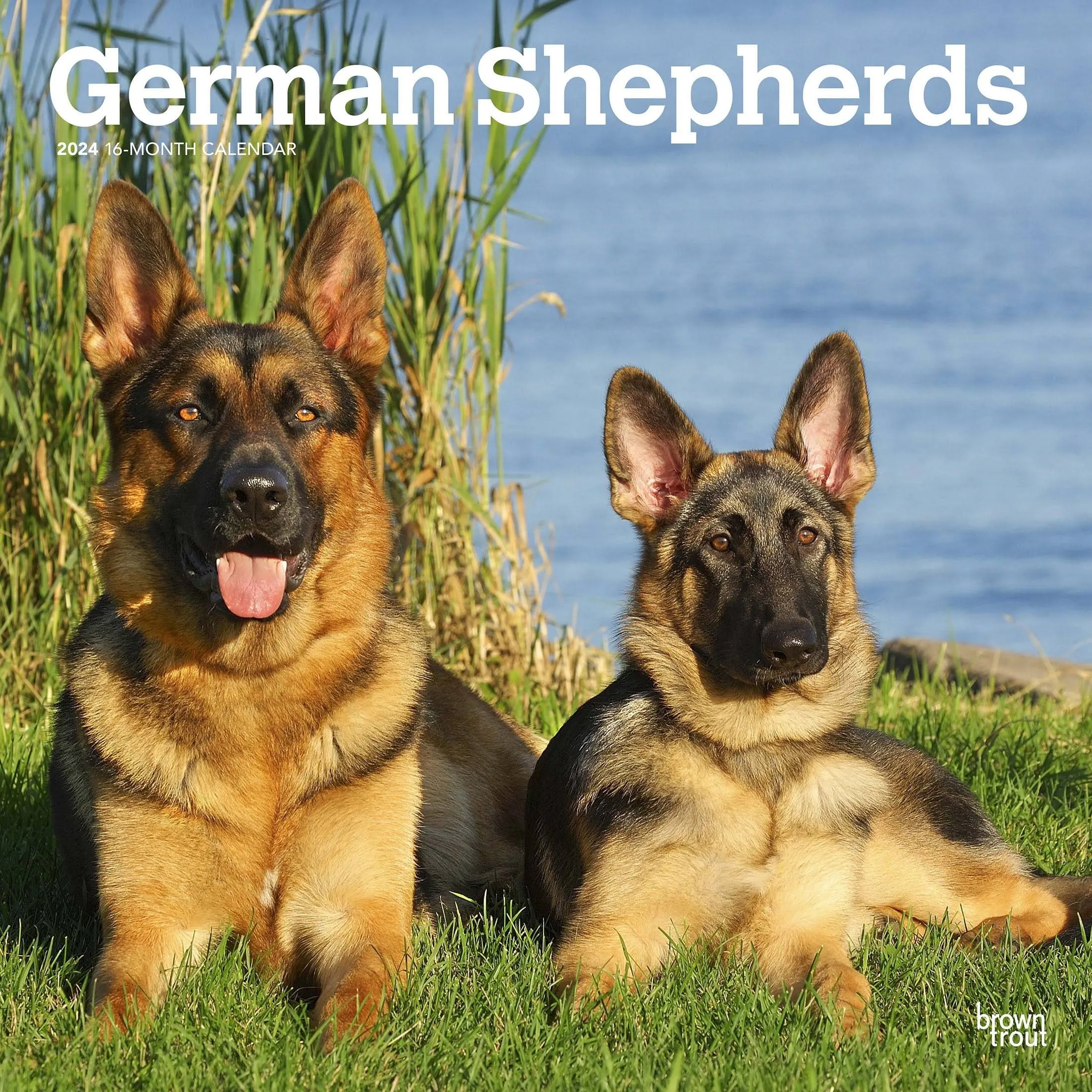 German Shepherds | 2024 12 x 24 Inch Monthly Square Wall Calendar | BrownTrout | Animals Dog Breeds